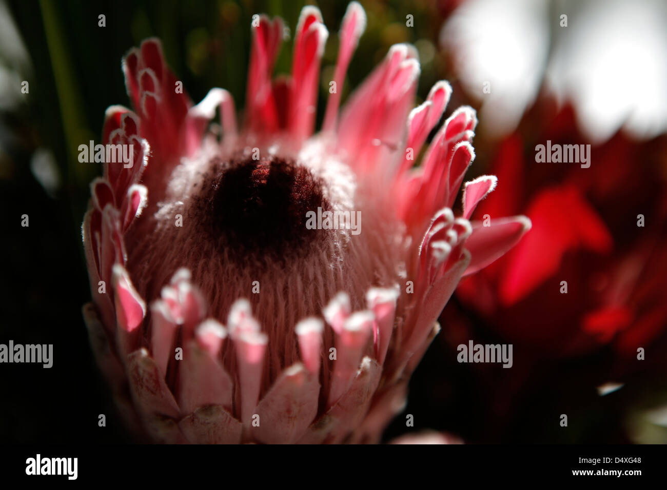 Protea rosa fiore di ghiaccio Foto Stock