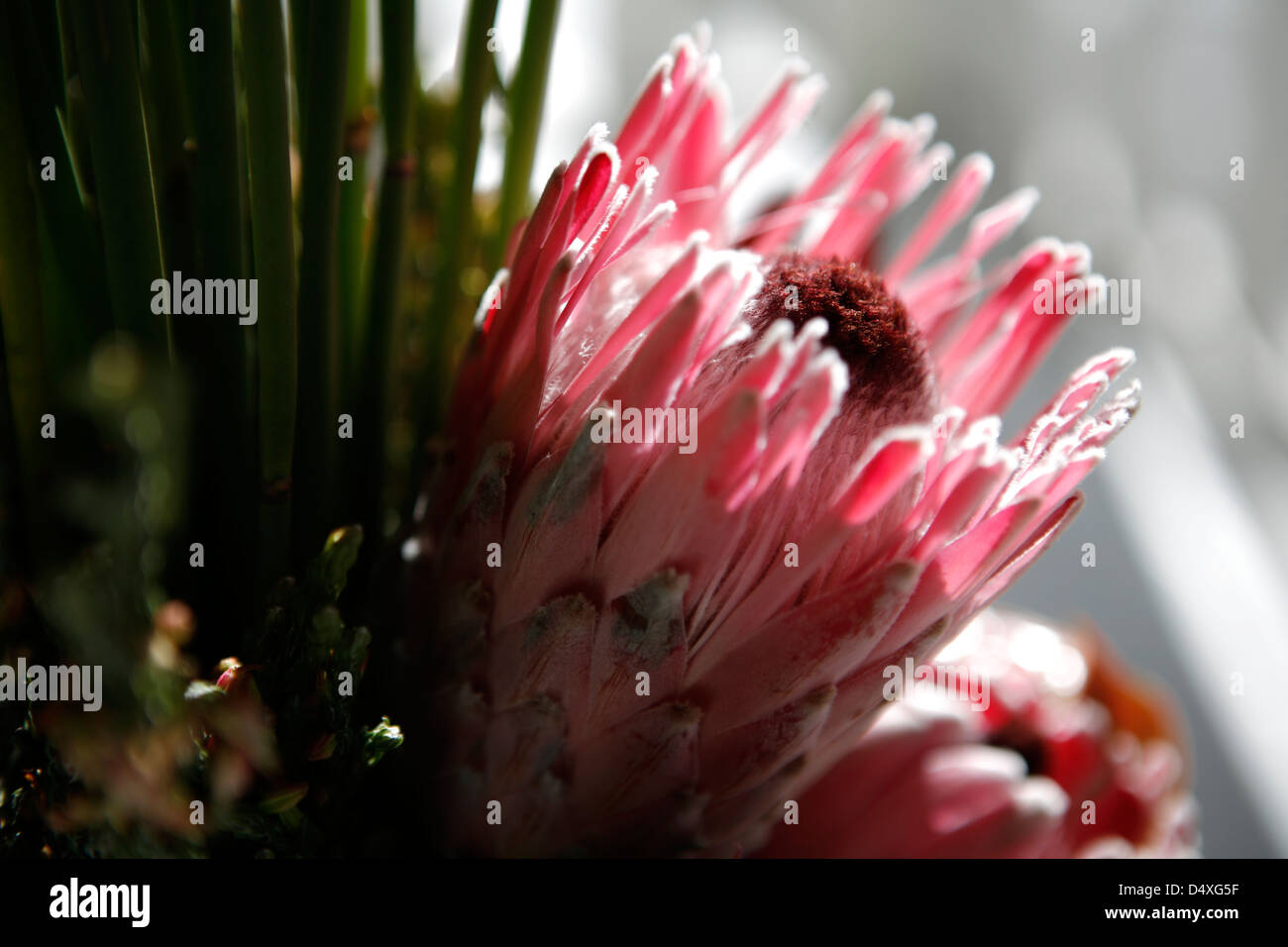 Protea rosa fiore di ghiaccio Foto Stock