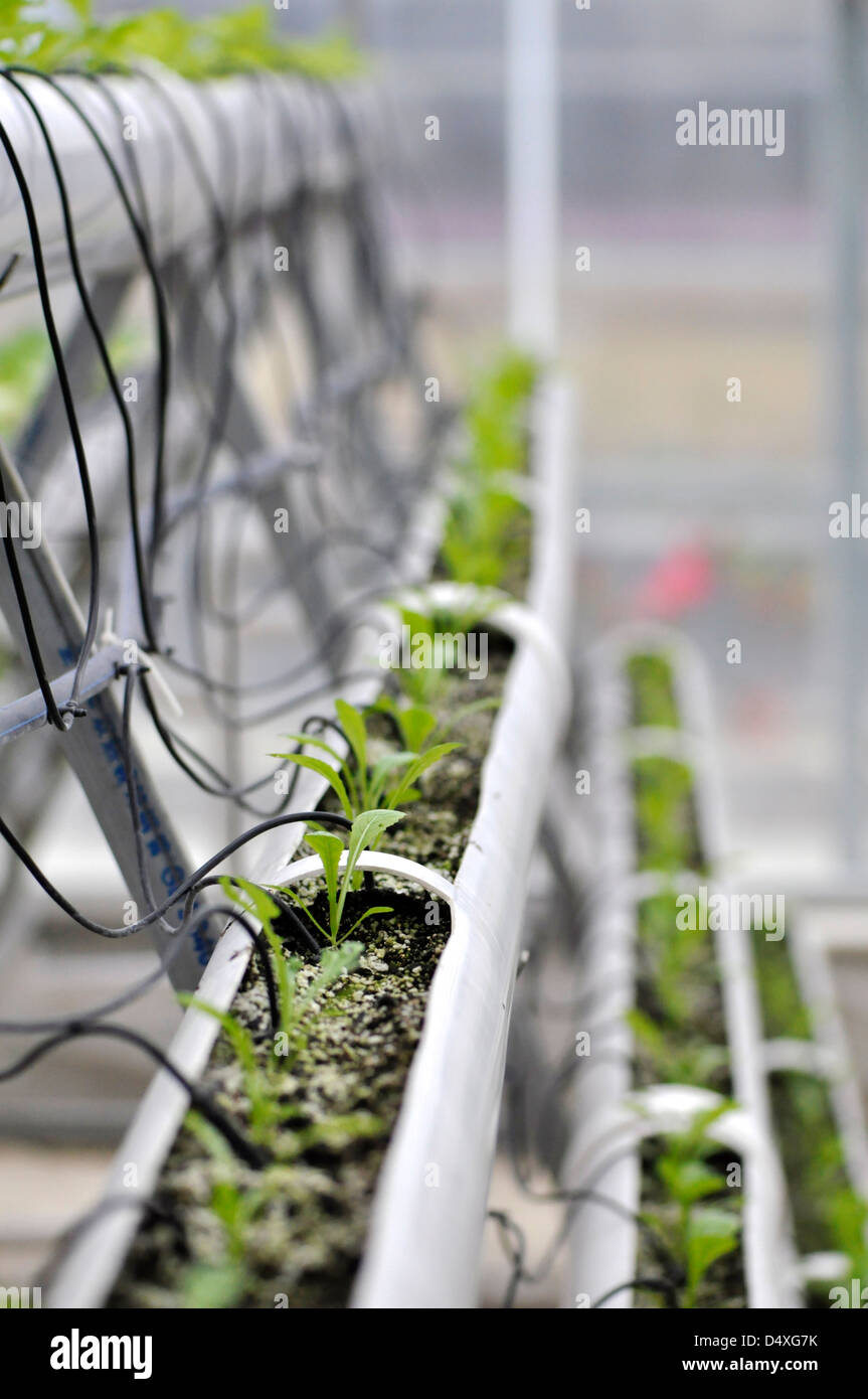 L'agricoltura moderna di origine vegetale green house indoor Foto Stock
