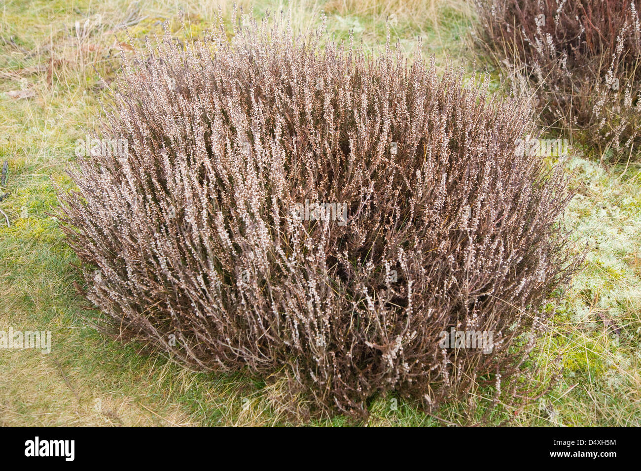 Intrico di Calluna vulgaris, comune heather o ling, crescente sulla brughiera, Sandlings Suffolk, Inghilterra Foto Stock