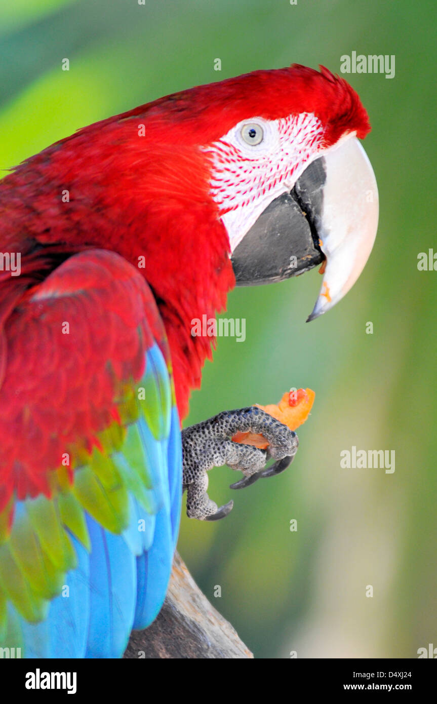 Ritratto di profilo scarlet macaw (Ara chloroptera) mangiando la carota Foto Stock