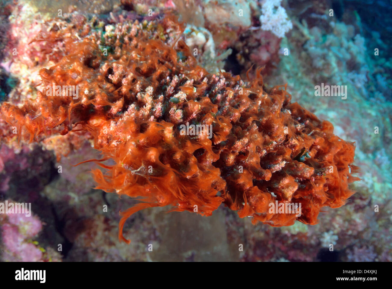 Rosso fango alghe cianobatteri danneggiando la Grande Barriera Corallina, Coral Sea, Oceano Pacifico, Queensland, Australia Foto Stock