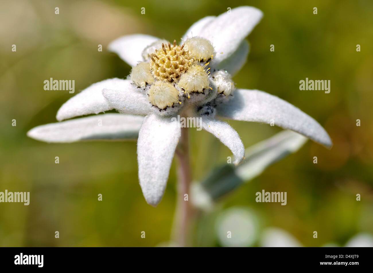 Macro di fiori edelweiss (Leontopodium alpinum) nelle Alpi francesi a La Plagne, dipartimento della Savoia. Foto Stock