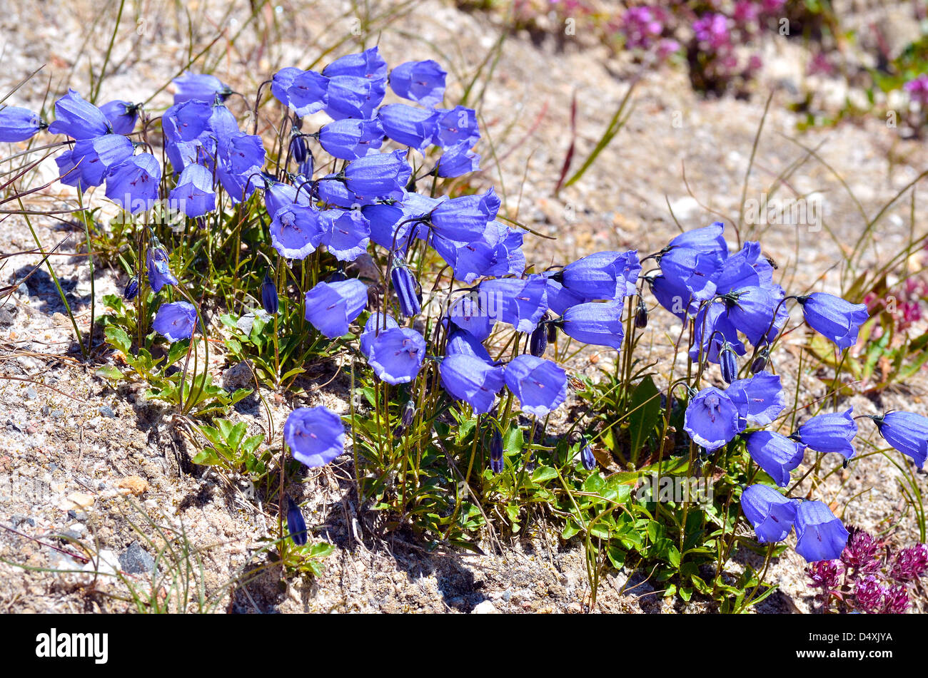 Fate' ditali (Campanula cochleariifolia anche Campanula cochlearifolia) nelle Alpi francesi a La Plagne Foto Stock