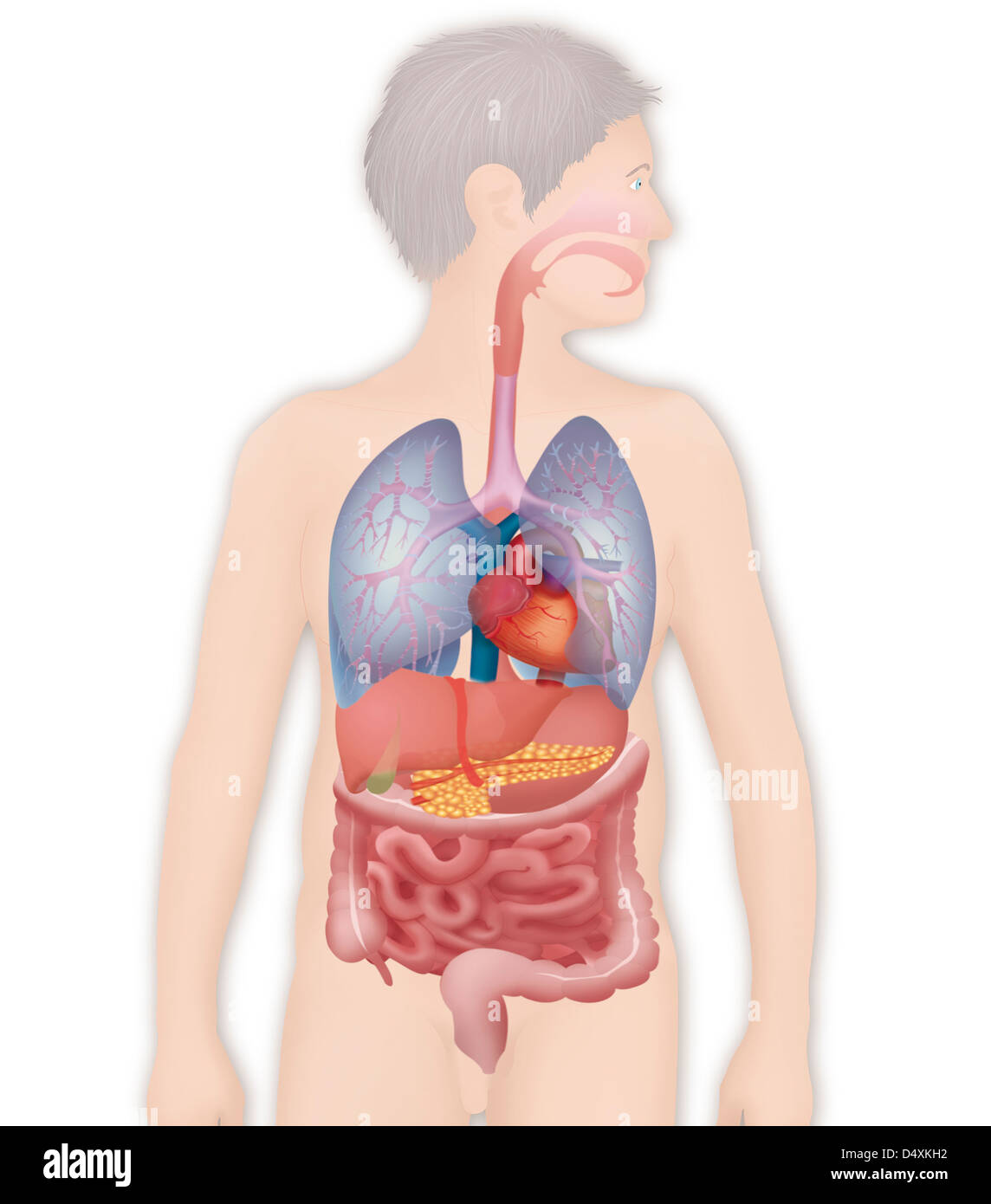 ANATOMIA, TRONCO Foto Stock