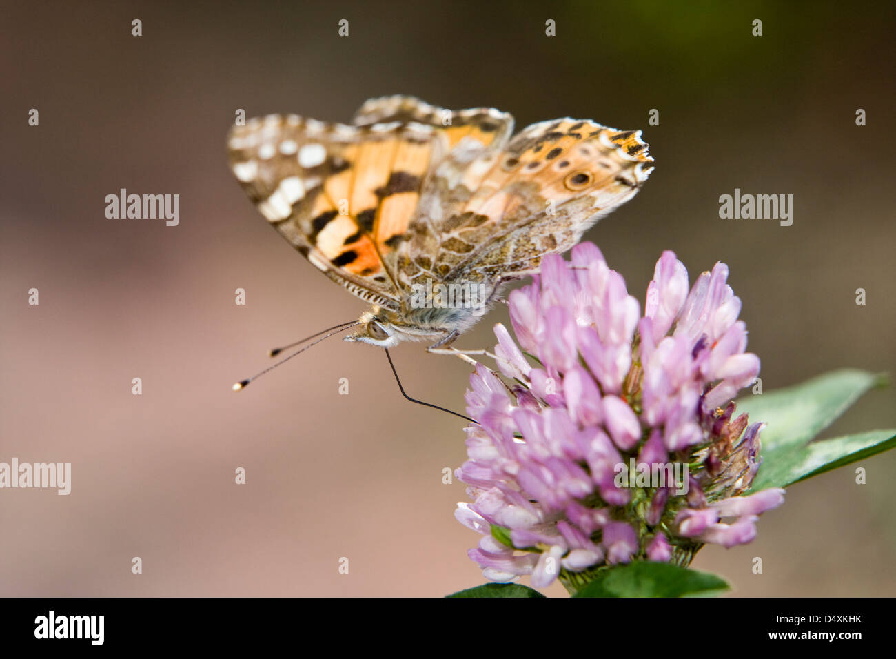 Dipinto di Lady,Vanessa (Cynthia) cardui su un imporpori fiore con alette aperte vista laterale Foto Stock