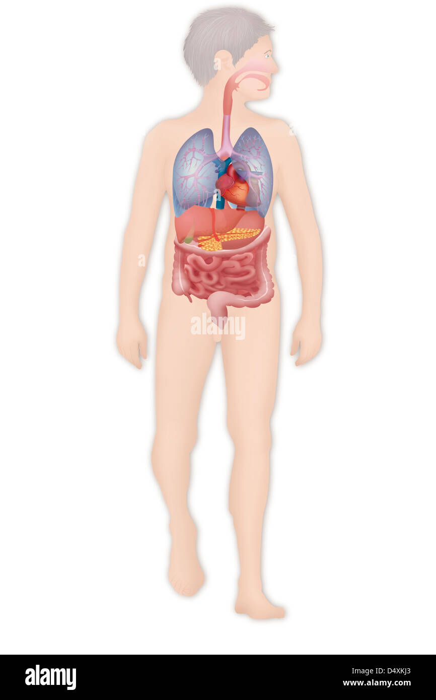 ANATOMIA, TRONCO Foto Stock