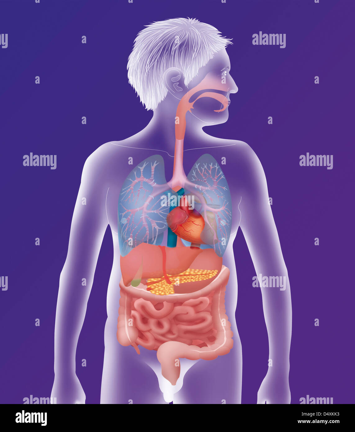 ANATOMIA, TRONCO Foto Stock