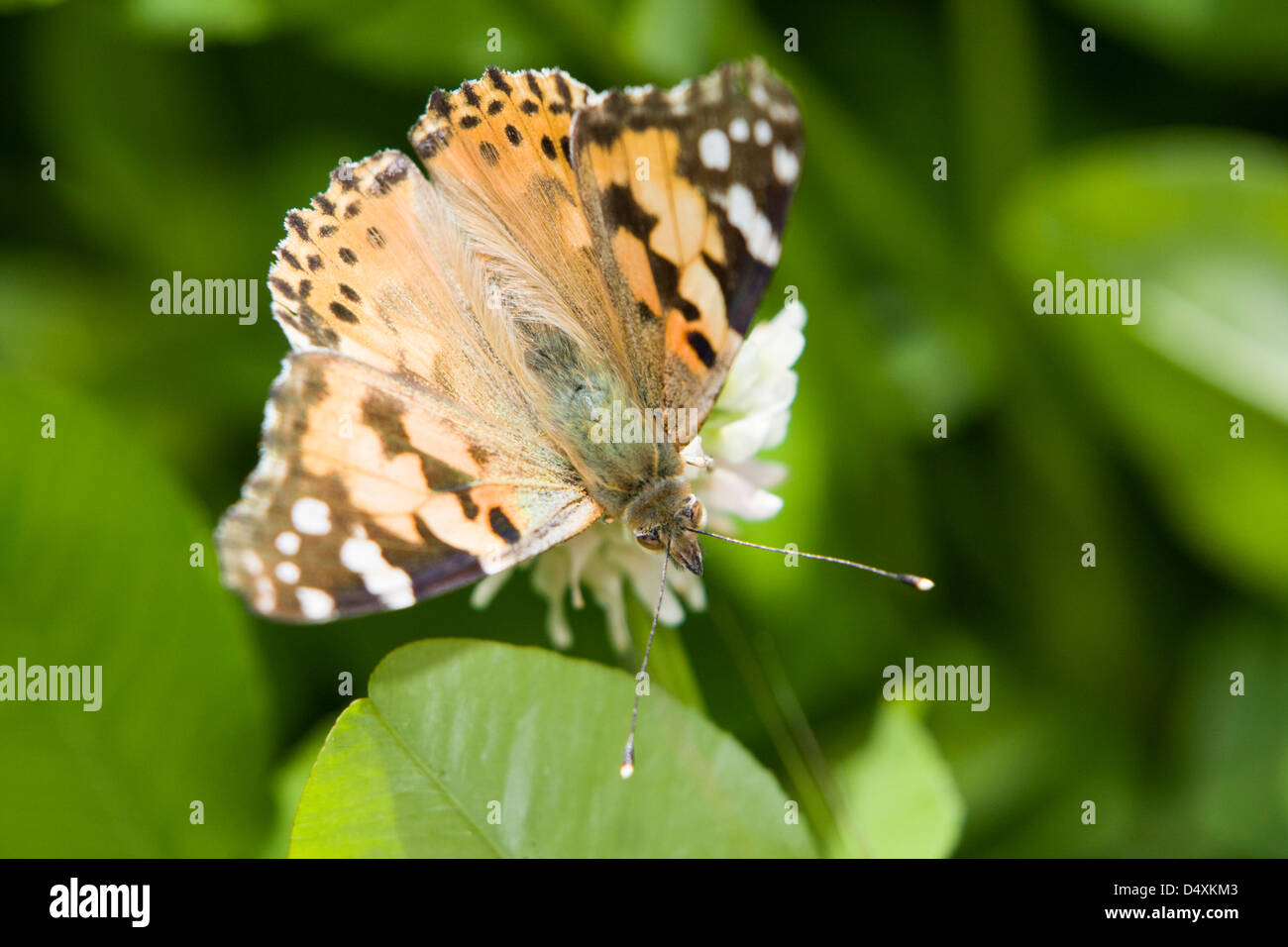 Dipinto di Lady,Vanessa (Cynthia) cardui su un fiore bianco con alette aperte vista superiore Foto Stock