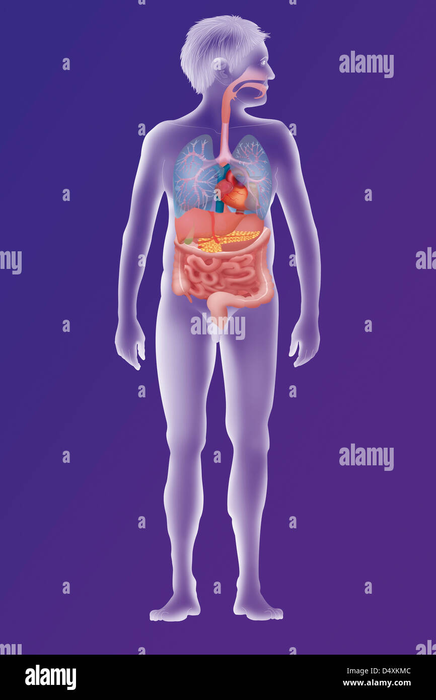 ANATOMIA, TRONCO Foto Stock
