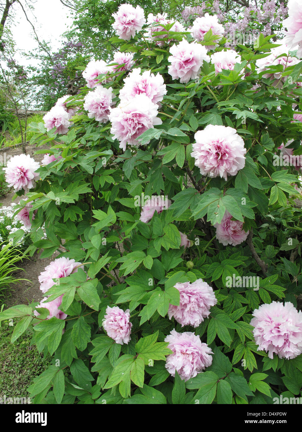 Arbusto a fioritura con peonie rosa Foto Stock
