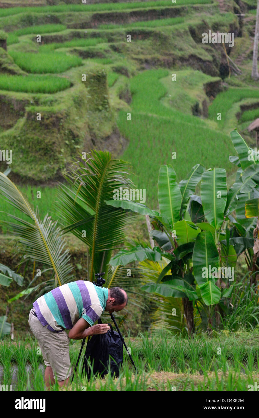 Le terrazze di riso nel villaggio di Tegalalang; centro di Bali, Indonesia. Foto Stock