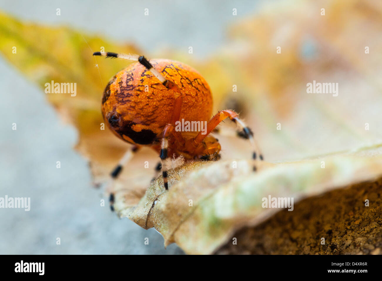 Una ripresa macro di un marmo di colore arancione Orb Weaver spider su una foglia caduta. Carolina del Nord Foto Stock