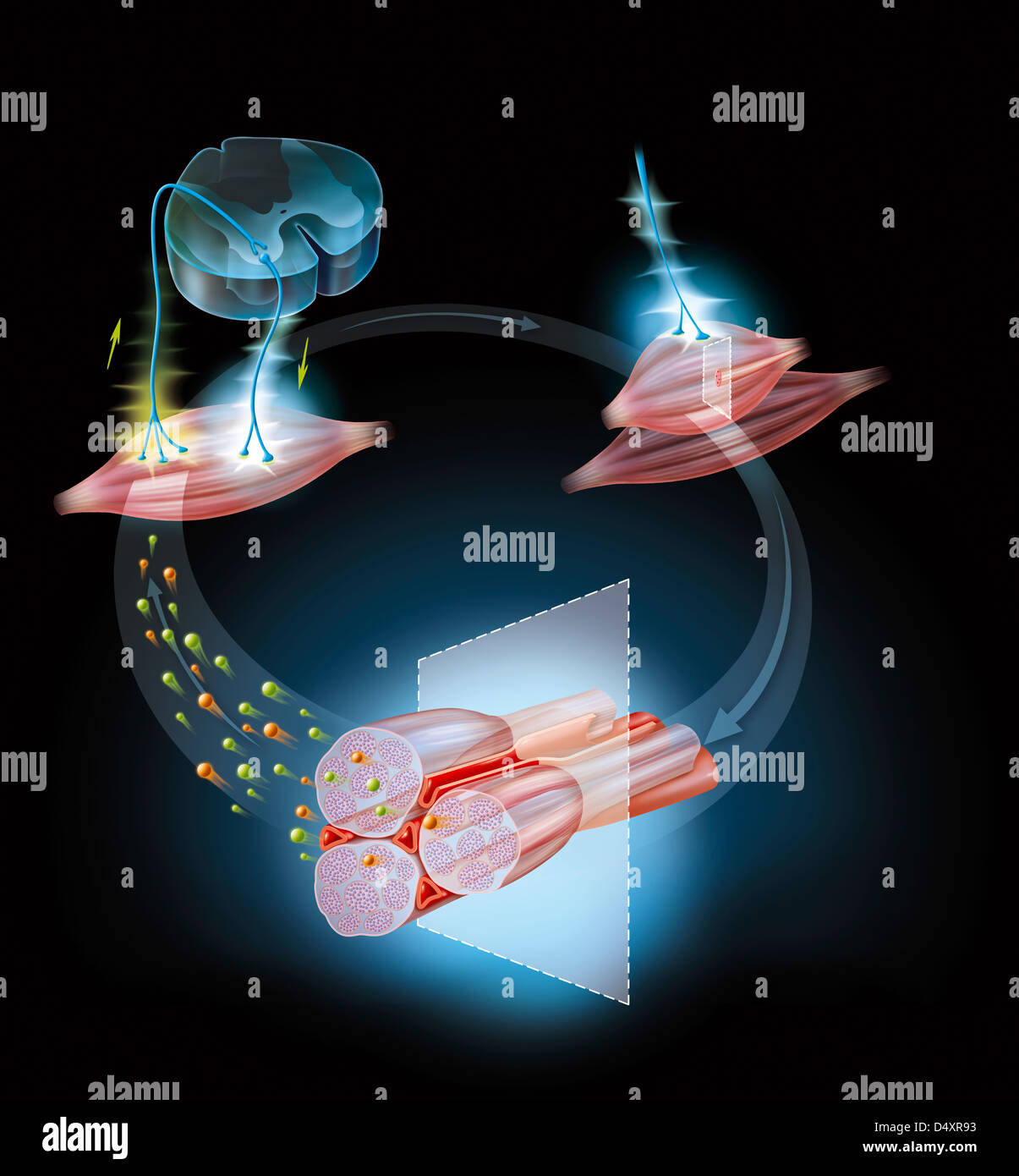 CRAMPO, DISEGNO Foto Stock