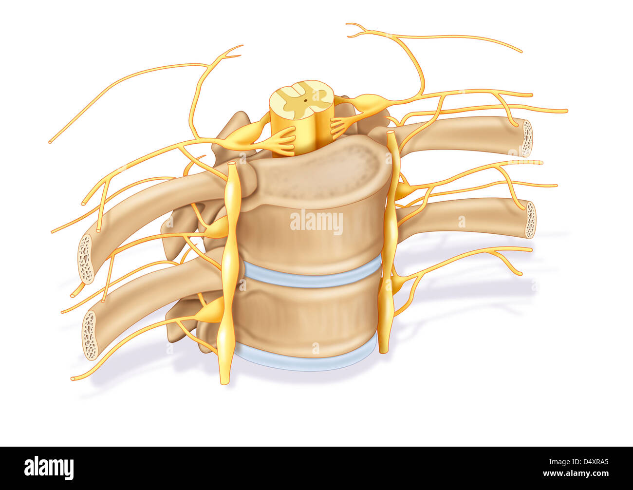 La colonna vertebrale, disegno Foto Stock