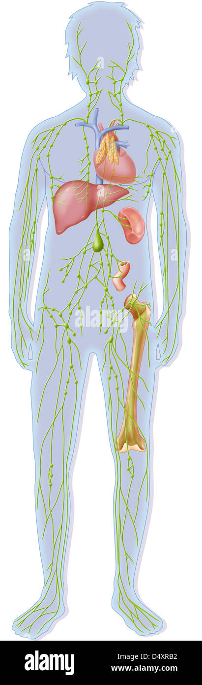 Sistema immunitario, illustrazione Foto Stock