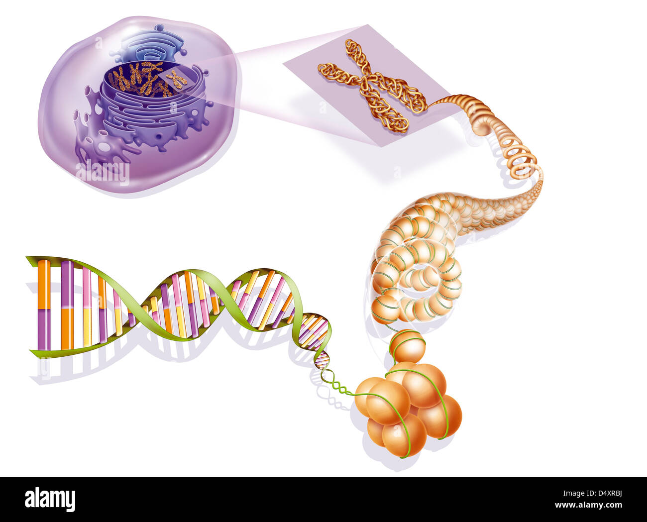 COMPATTAZIONE DEL DNA Foto Stock