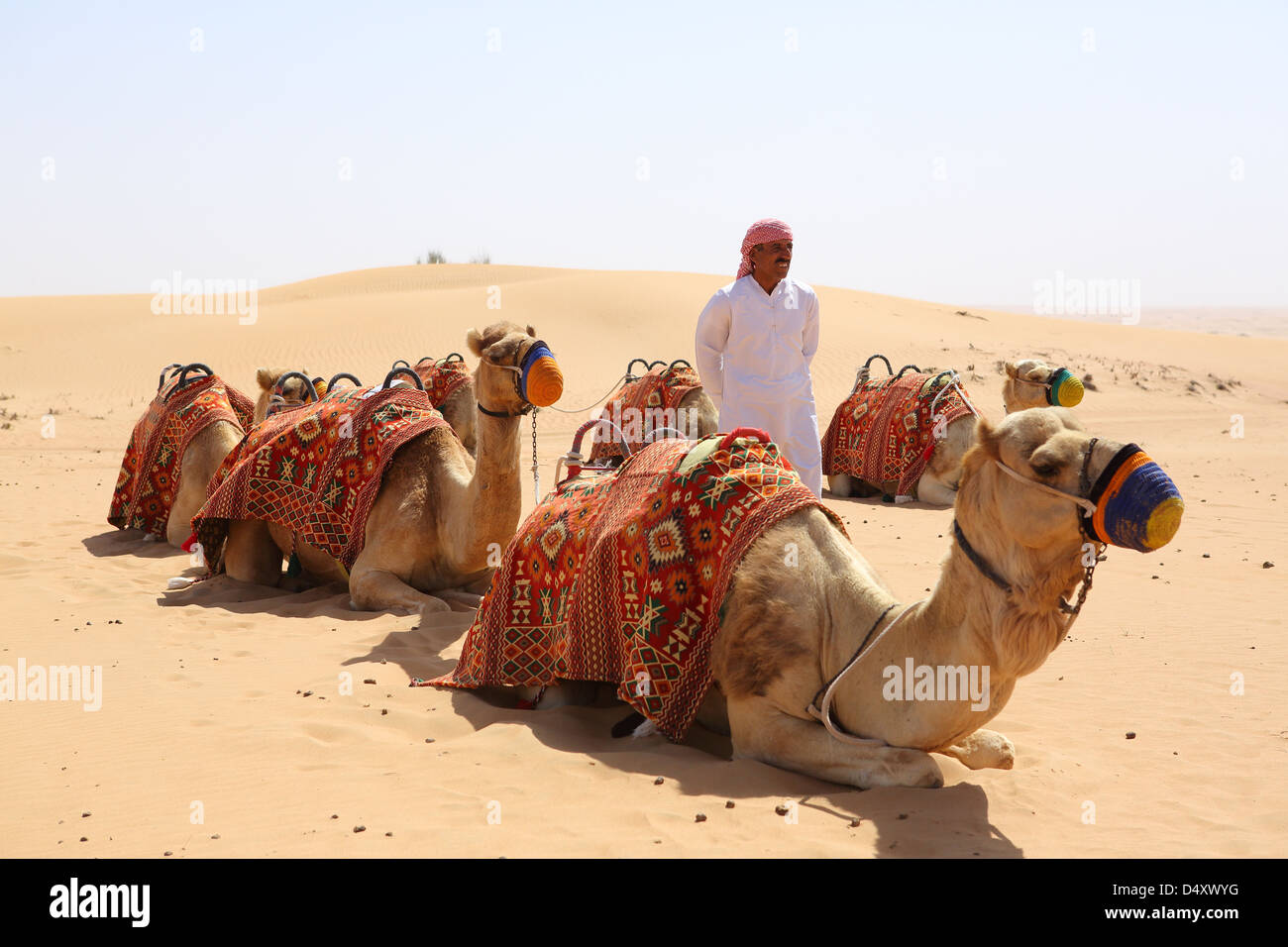 Uomo con i cammelli nel deserto, Dubai, Emirati Arabi Uniti Foto Stock