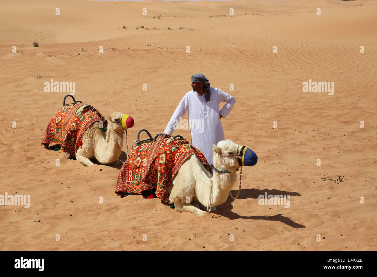 Uomo con i cammelli nel deserto, Dubai, Emirati Arabi Uniti Foto Stock