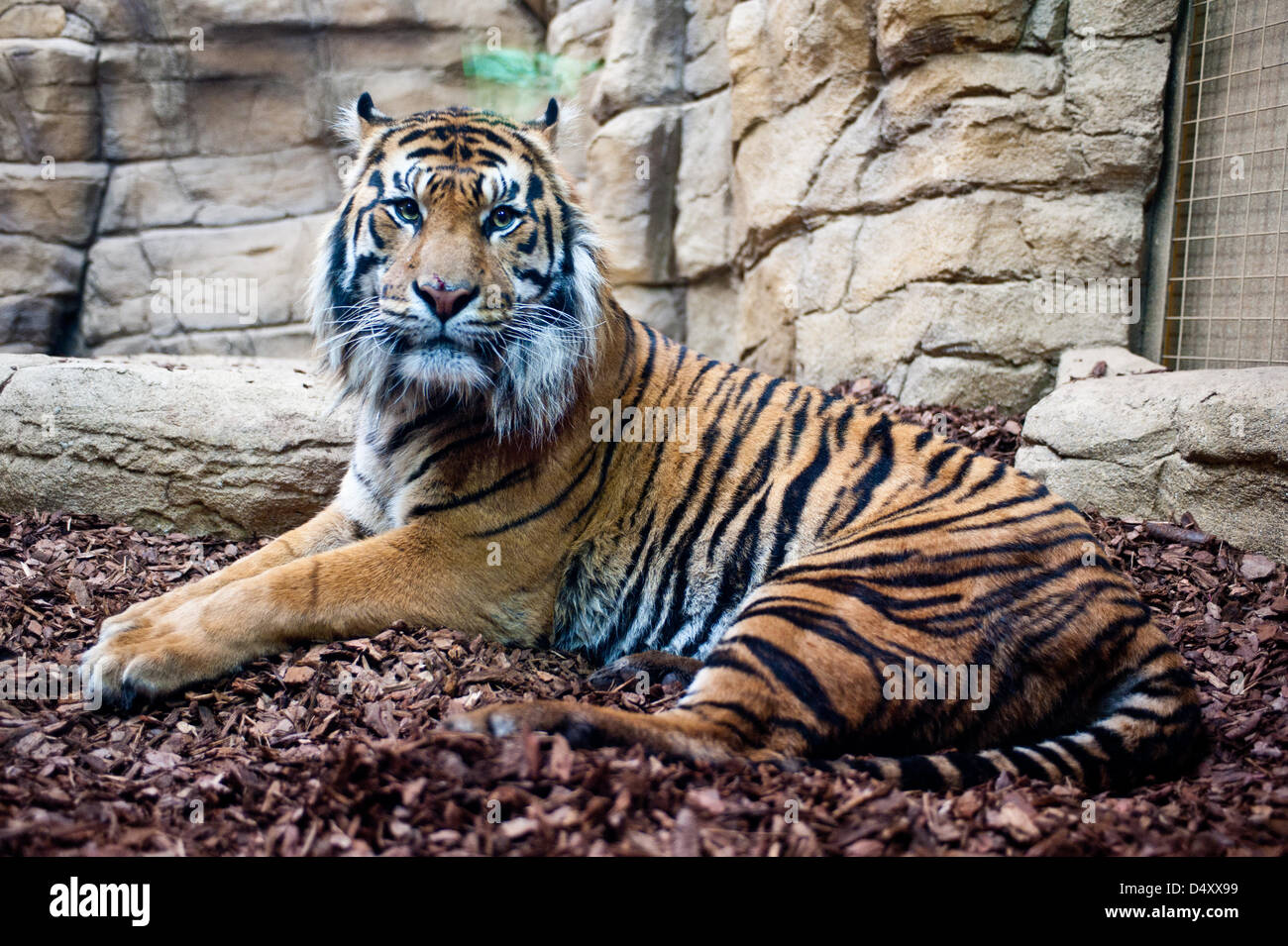 Londra, Regno Unito. Xx Marzo 2013. ZSL London Zoo nuovo di zecca tigre di Sumatra enclosure è ufficialmente inaugurato da Sua Altezza Reale il Duca di Edimburgo. Il territorio di Tiger, un £3,6 milioni di progetto, è la casa di Jae Jae e Melati, in Europa la maggior parte geneticamente importante coppia di tigri di Sumatra che sono stati abbinati con i global programma di allevamento criticamente le specie in via di estinzione. Essa si apre al pubblico il venerdì 22 marzo 2013. Credito: Piero Cruciatti / Alamy Live News Foto Stock