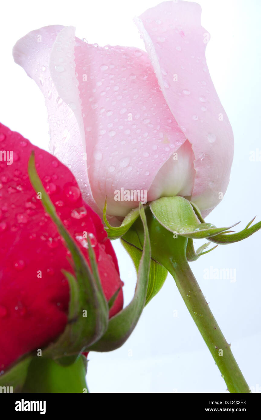 Due bellissime rose. Una rosa è rosa e altre rose è rosso.Le rose sono su sfondo bianco con dewdrop ingrandimento. Foto Stock