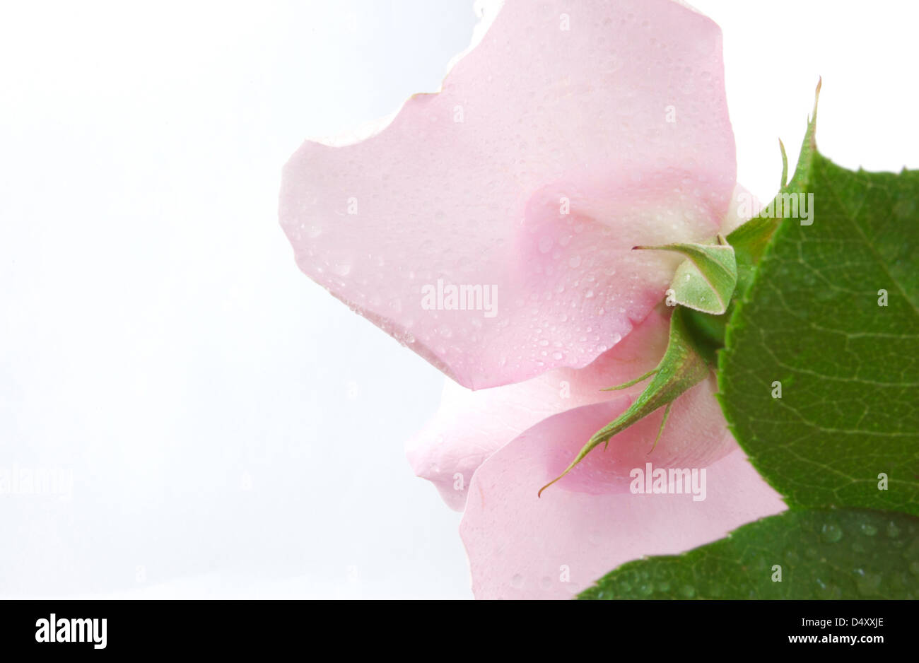 Solo bella rosa rosa su sfondo bianco vista dal basso Foto Stock