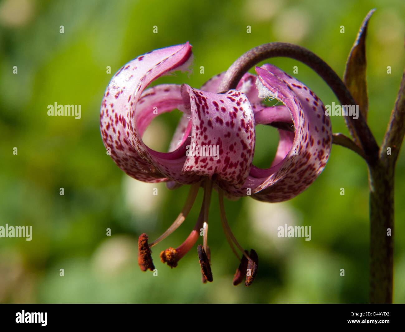 Lilium martagon Foto Stock