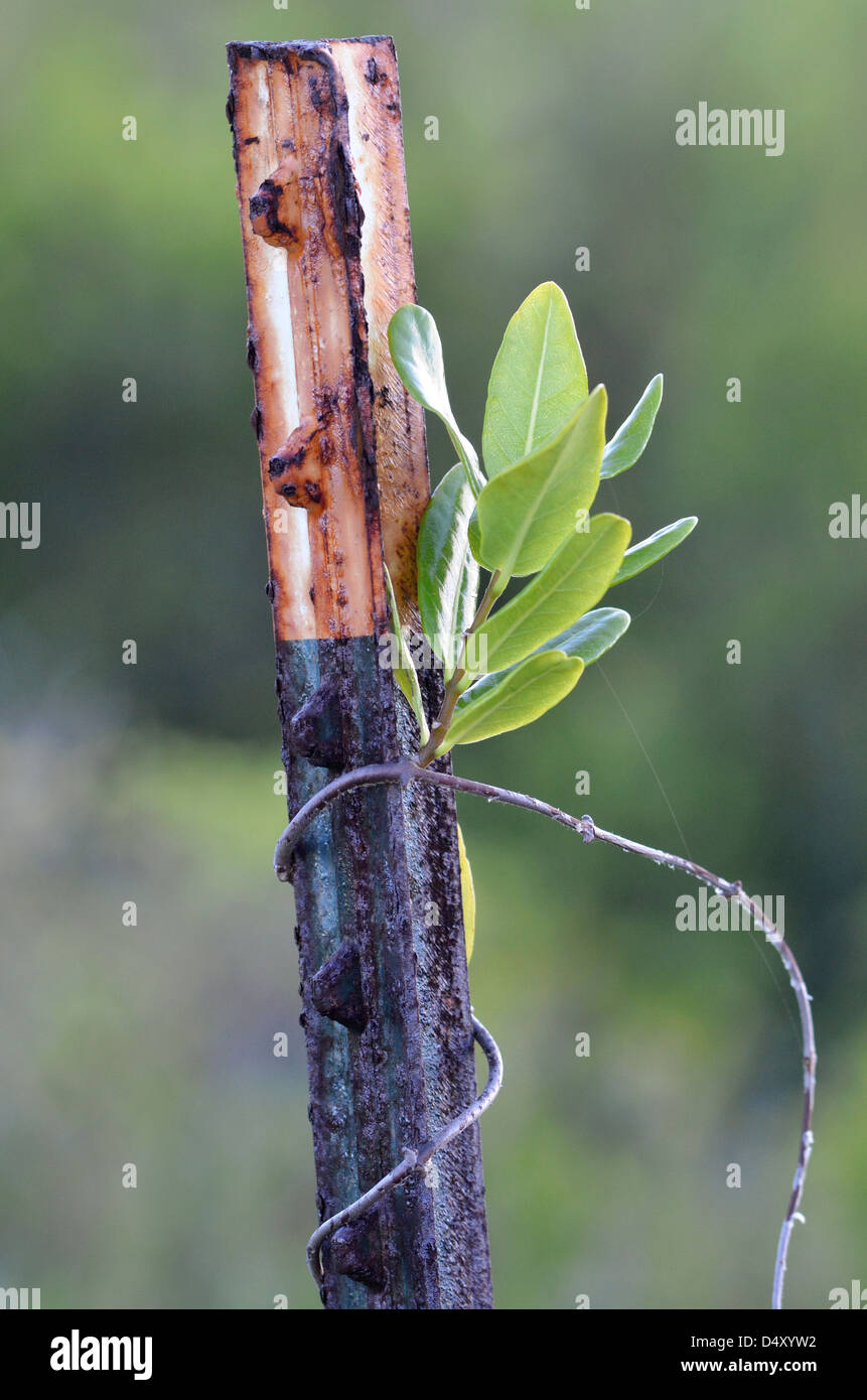 Viticoltura in fencepost, Anegada, Isole Vergini Britanniche. Foto Stock