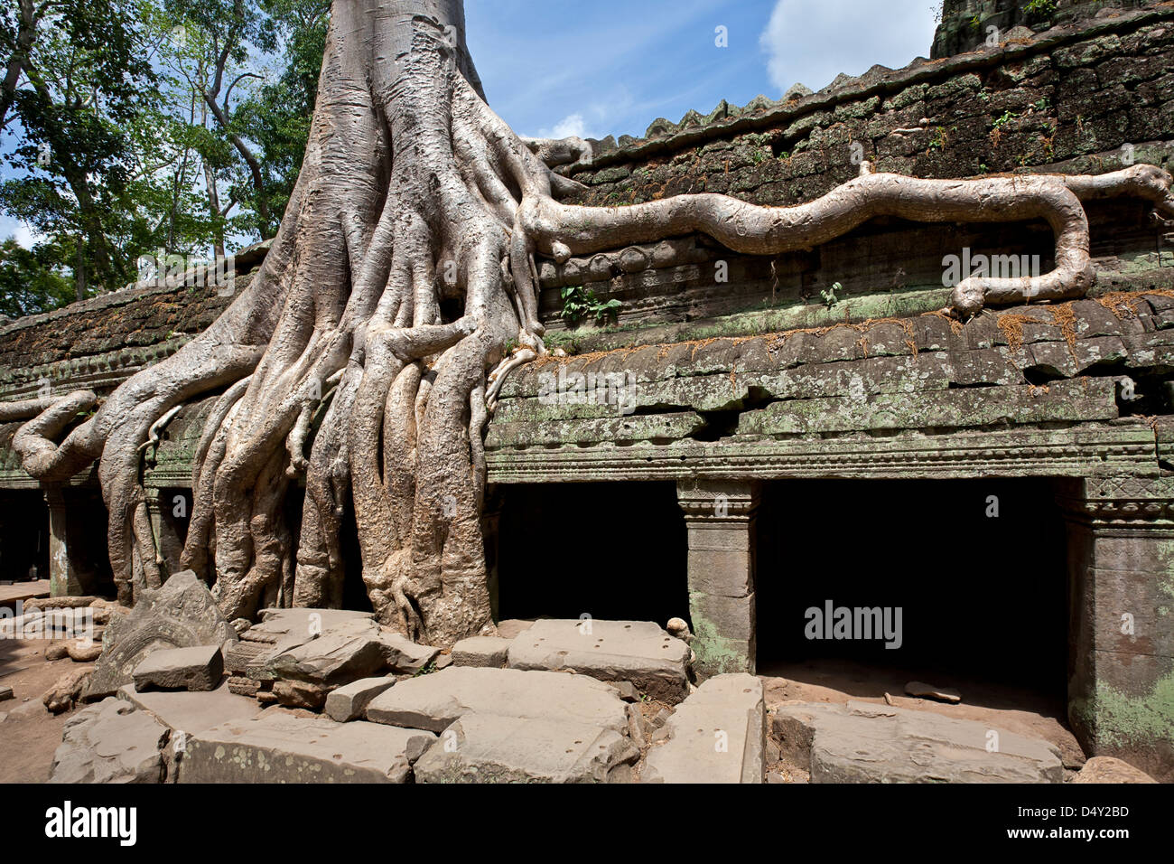 Strangler fig tree. Ta Prohm tempio. Angkor. Cambogia Foto Stock
