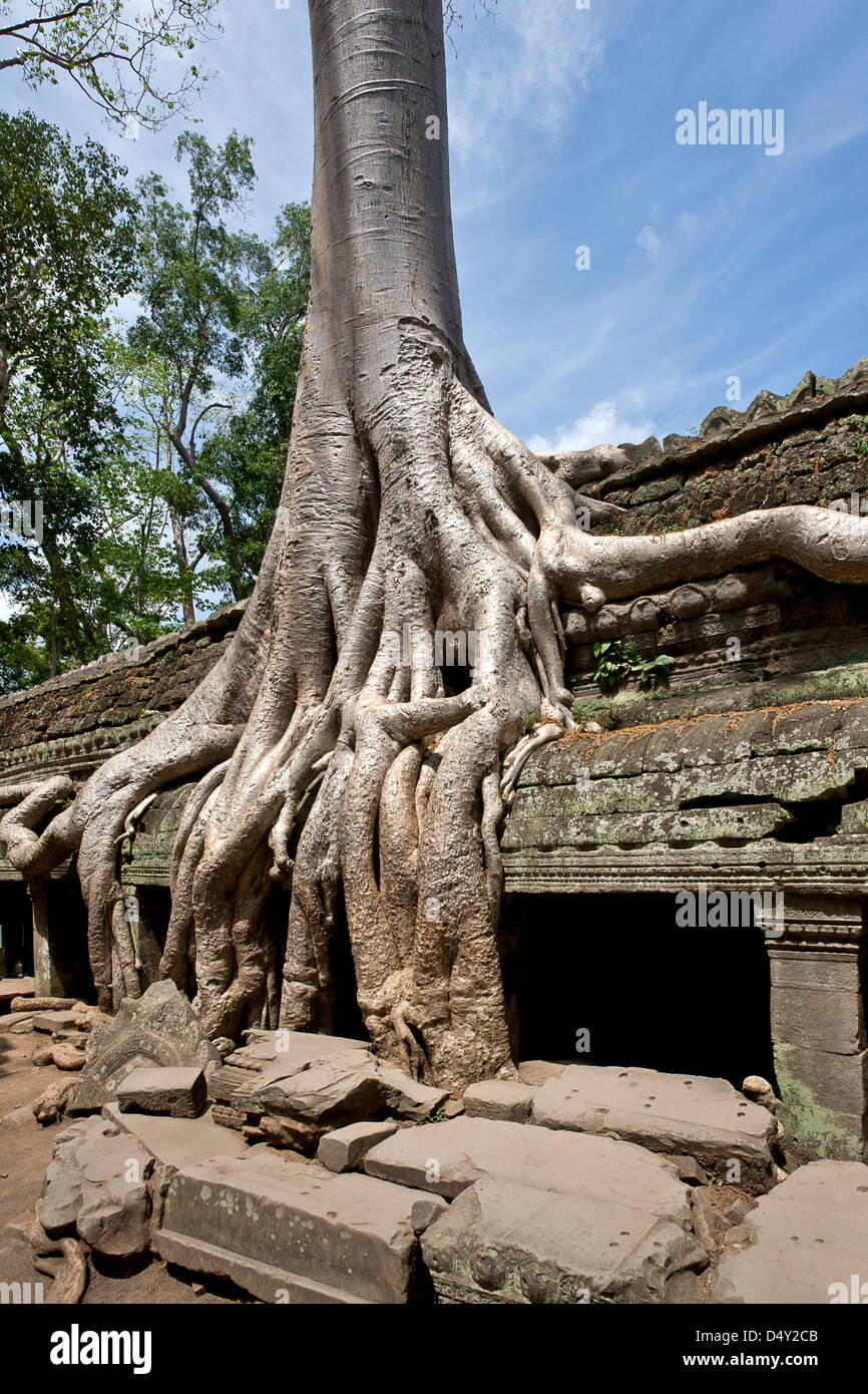 Strangler fig tree. Ta Prohm tempio. Angkor. Cambogia Foto Stock
