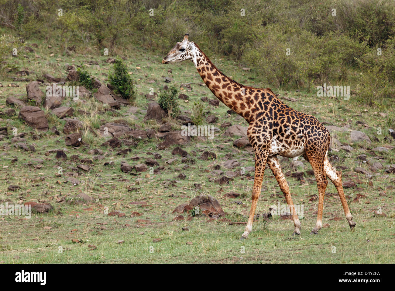 Maasai giraffe, il Masai Mara, Kenya Foto Stock