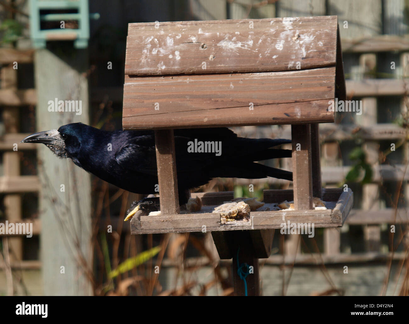 Rook, Corvus frugilegus su una tabella di uccelli, REGNO UNITO Foto Stock