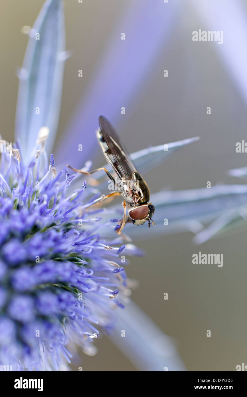 Hoverfly su Eryngium planum 'Blaukappe' (Mare Holly) Foto Stock