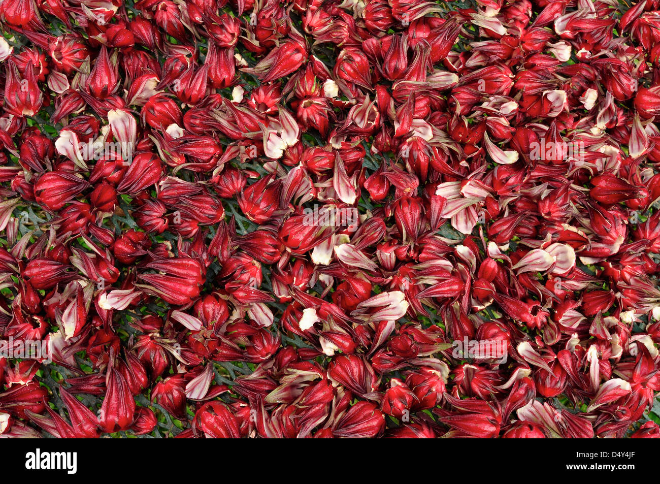 Il Sorrel fiori, St. Croix, U.S. Isole Vergini. Foto Stock