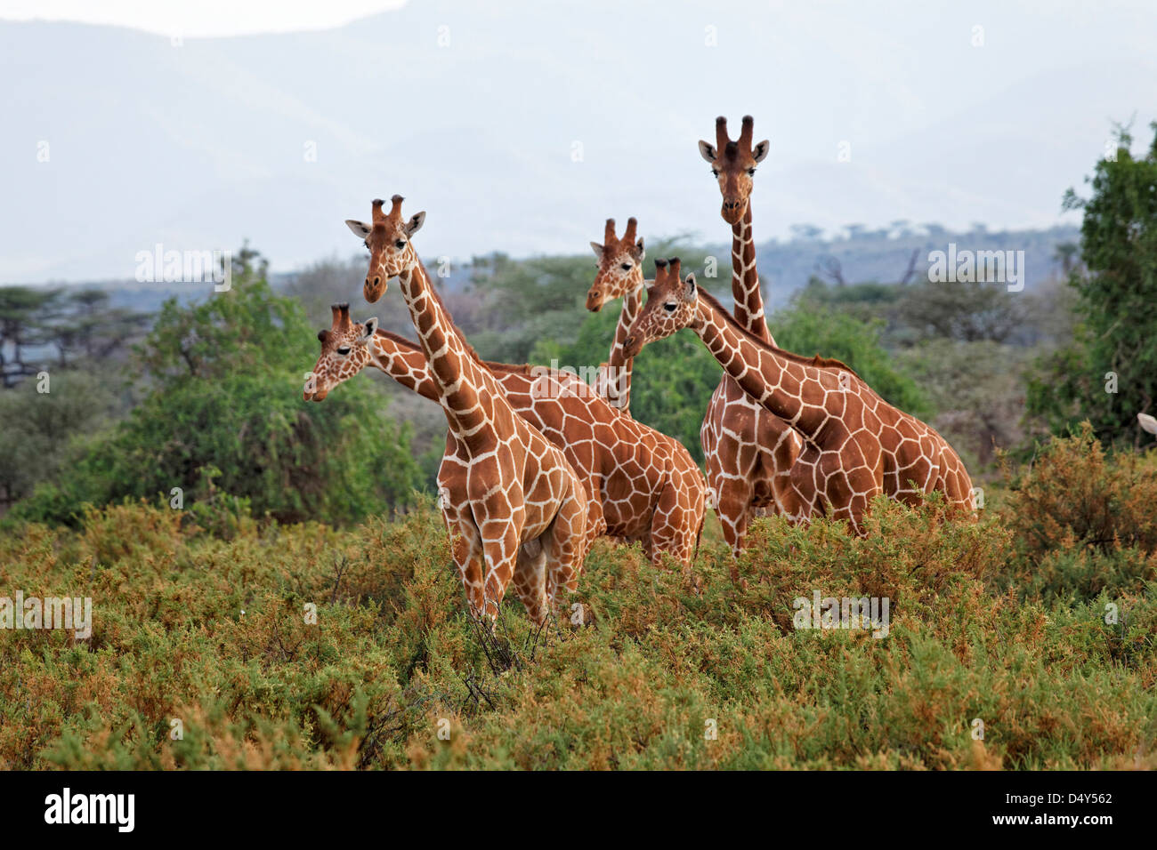 Le Giraffe reticolate, nazionale di Samburu Game Reserve, Kenya Foto Stock