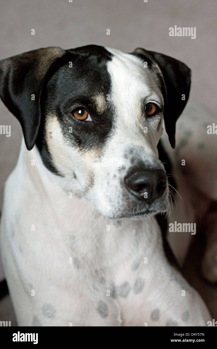 Dalmazia/puntatore cross Foto Stock