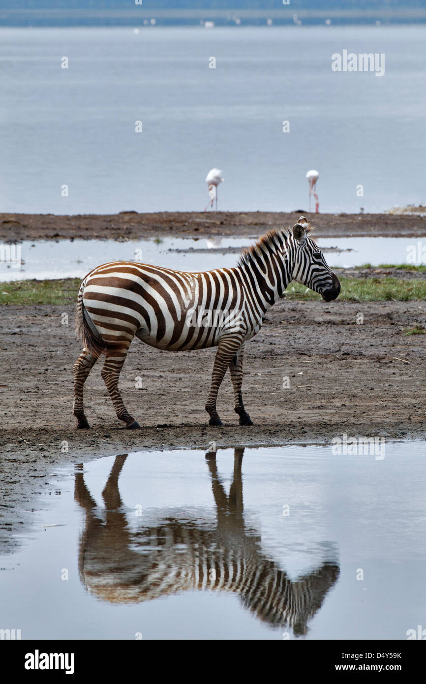 La Burchell Zebra e riflessione, Lake Nakuru National Park, Kenya Foto Stock