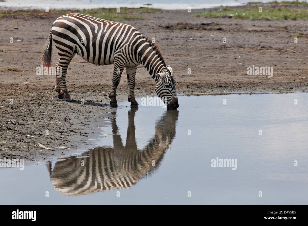 La Burchell Zebra e riflessione, Lake Nakuru National Park, Kenya Foto Stock