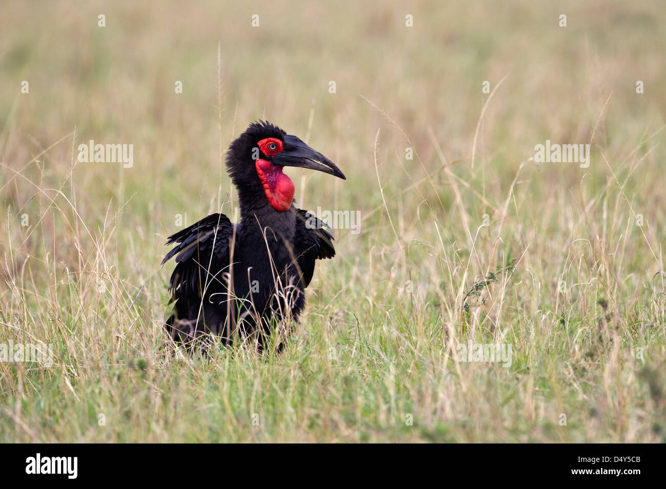 Massa meridionale Hornbill o cafer (Bucorvus leadbeateri), il Masai Mara, Kenya Foto Stock