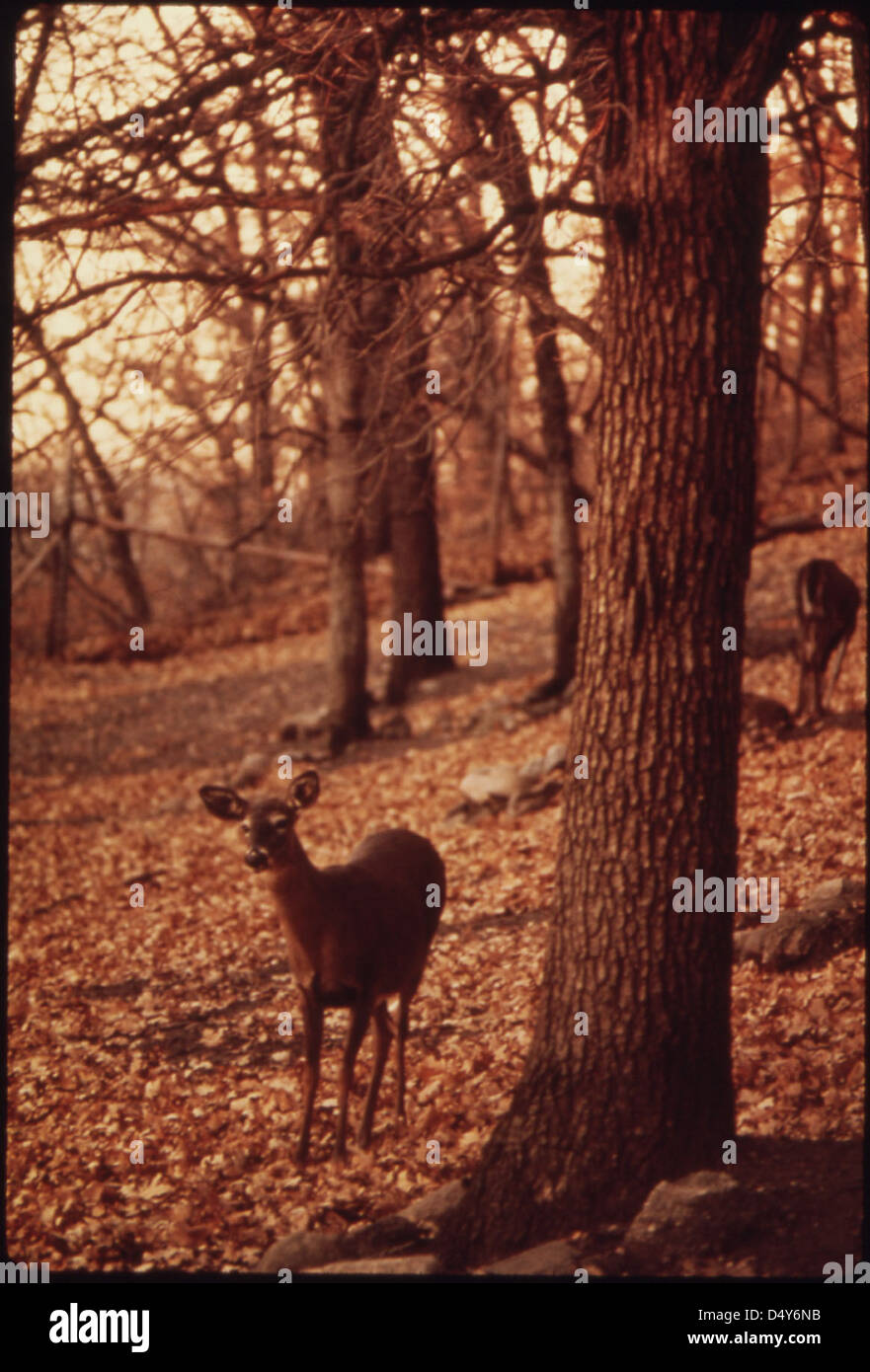 Cervi che sono il simbolo della birra di Schell sono visti in un Parco dei cervi adiacente alla Birreria, tedeschi come la loro birra e i loro discendenti in questa città non fanno eccezione... Foto Stock