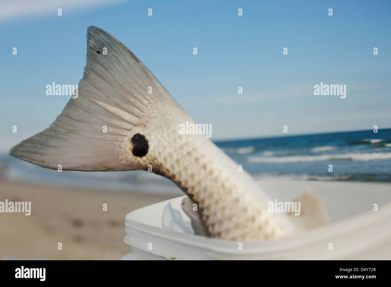 Coda di pesce appendere fuori della benna su ocean Foto Stock