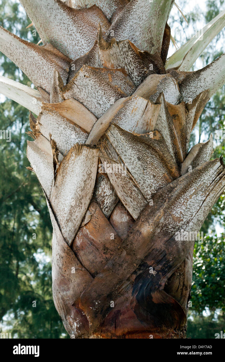 A forma di reticolo su di corteccia di albero di palma Foto Stock