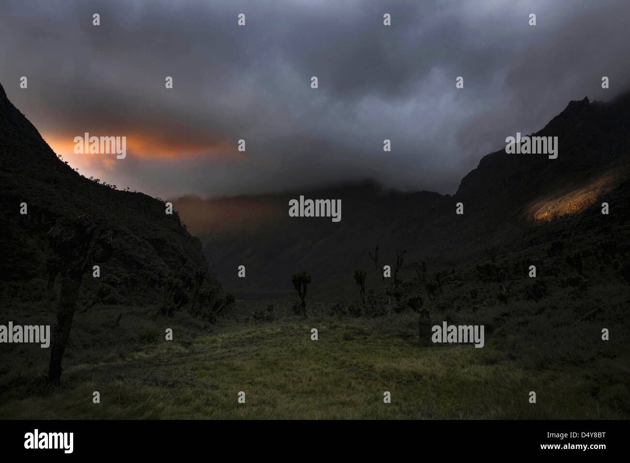 Sunrise over Bujuku bog, Rwenzori, Uganda Foto Stock