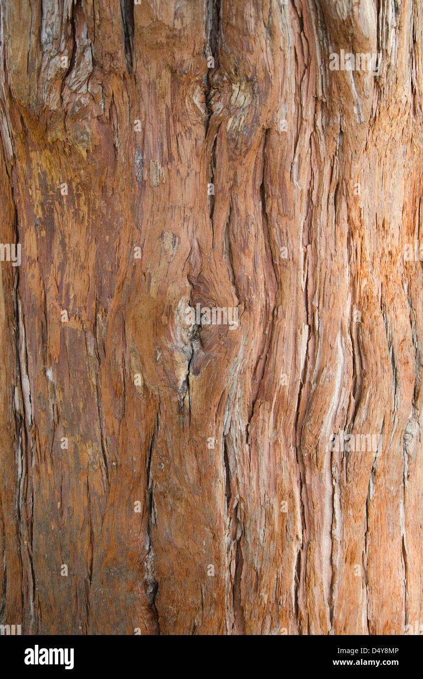 Corteccia di un vecchio albero nel parco Foto Stock