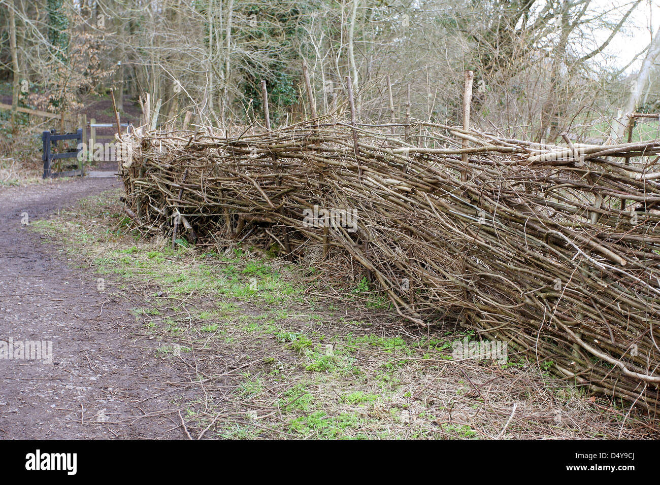 Un tradizionalmente prevista siepe, reso recinto. Un vecchio modo di fare un sicuro ma ancora in crescita recinzione utilizzando materiale naturale Foto Stock