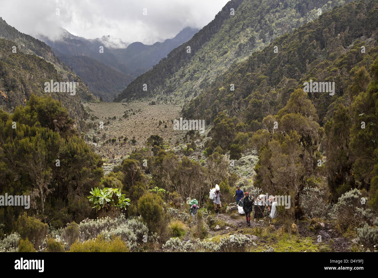 La valle superiore Mobuku, Il Bigo Bog al Ruwenzori, Uganda. Foto Stock