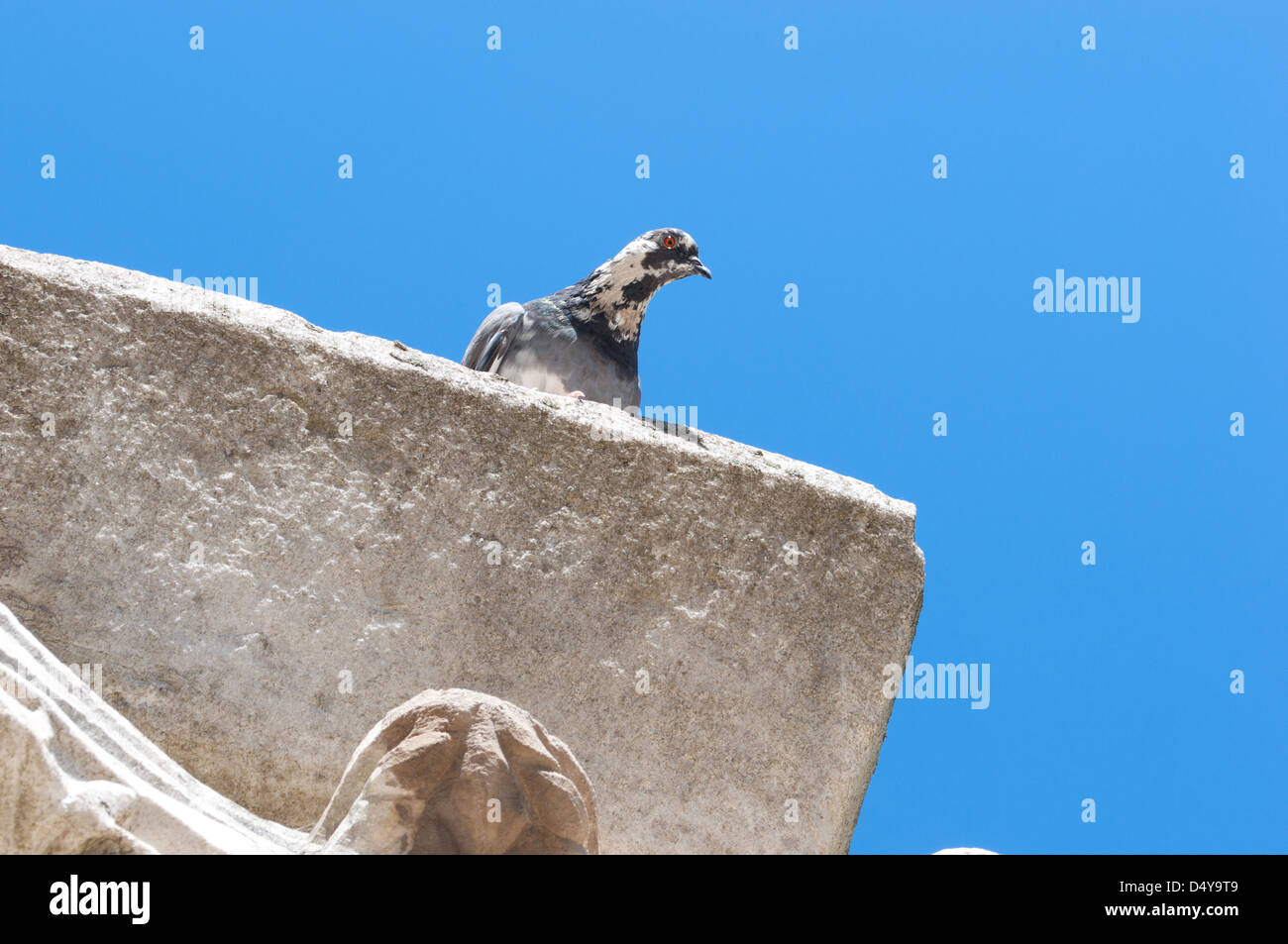 Il piccione curioso si siede su una lastra di pietra contro il cielo blu Foto Stock