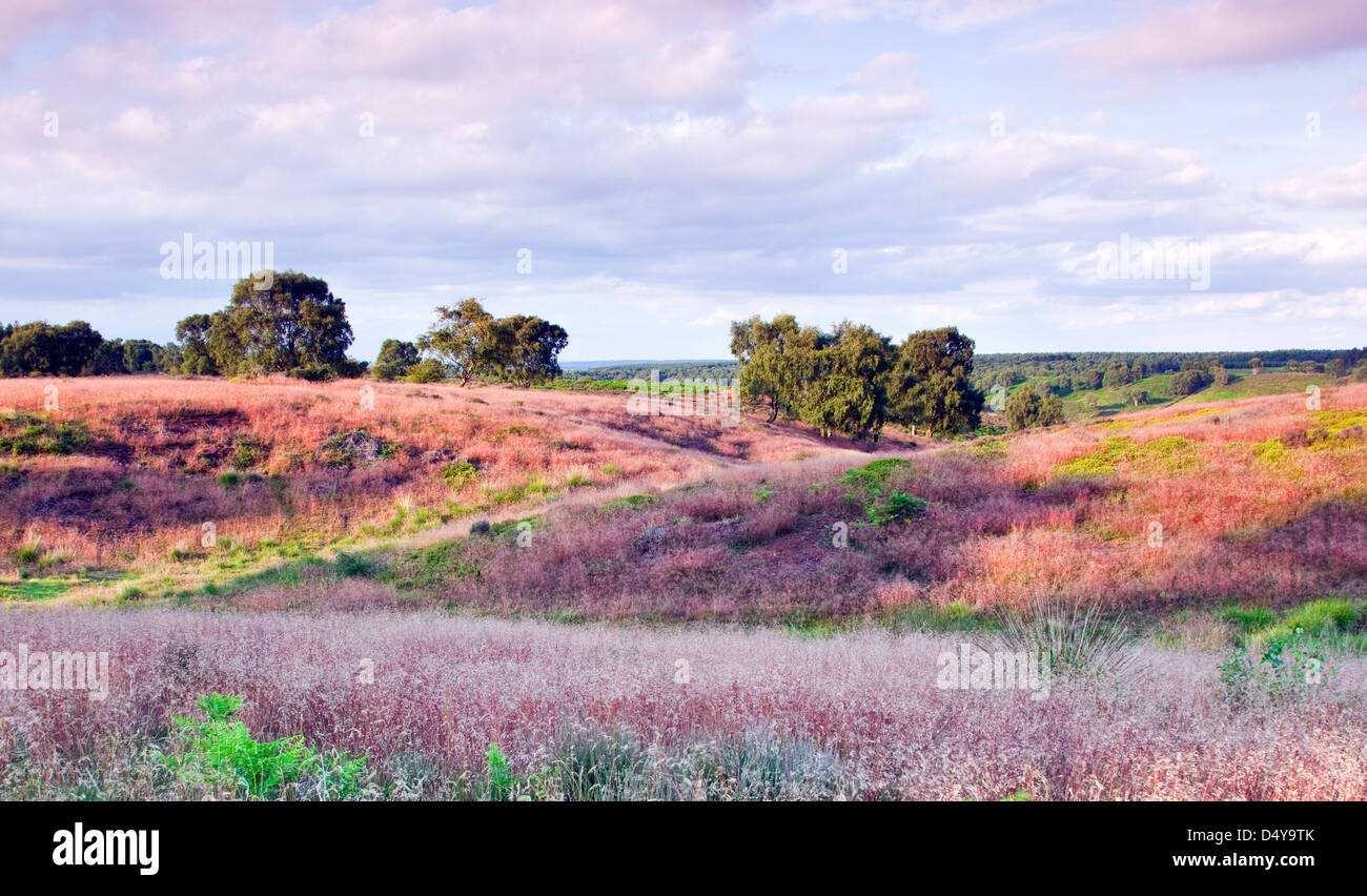 Rosso di gambi di erba selvatica con un pallido rosa fiori in estate campo Brocton Cannock Chase Country Park AONB Foto Stock