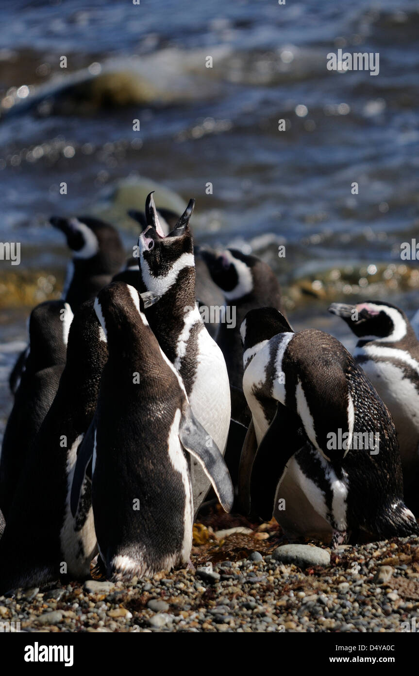 Un huddle di i pinguini di Magellano (Spheniscus magellanicus) sulla spiaggia a loro colonia nidificazione a Otway Sound. Punta Arenas, Foto Stock