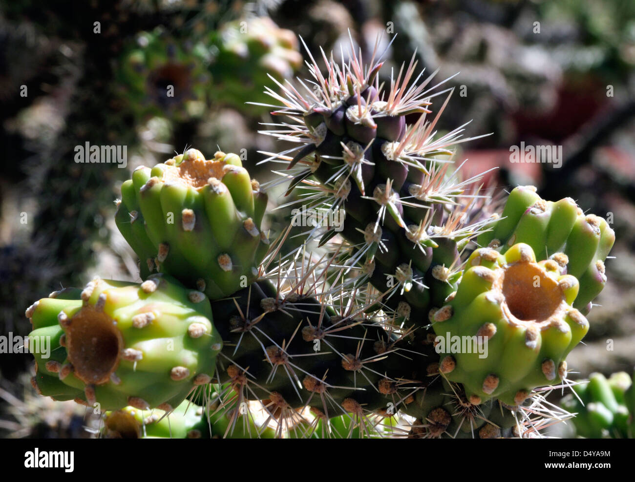 La canna da zucchero cholla, trovata nel nord sud-ovest americano, presenta le sue spine taglienti Foto Stock